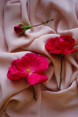 Fototapeta na wymiar Pink rose flowers on delicate cream thin chiffon