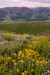 Fototapeta premium Colorful wildflowers along Snodgrass trail near Crested Butte, Colorado