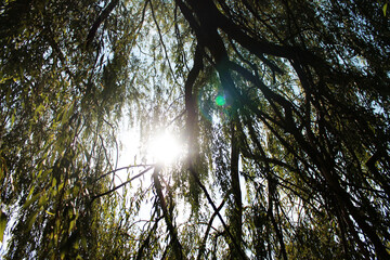 autumn. fun colors of autumn. The sun is sneaking through the dense branches of trees. Halloween horror