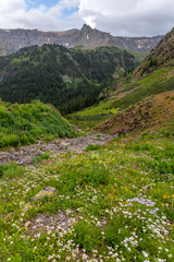 Fototapeta na wymiar Wildflower growth during summer time on the slopes of Rocky mountains in Colorado.
