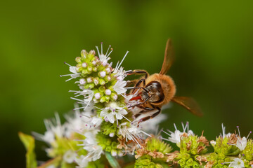 Close up shot of Honey bee collecting pollen from flower.