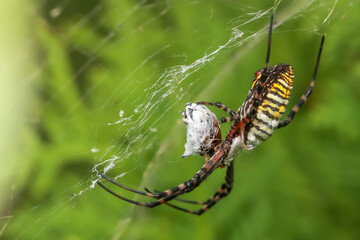 Close up shot of Wasp Spider on web, selective focus.