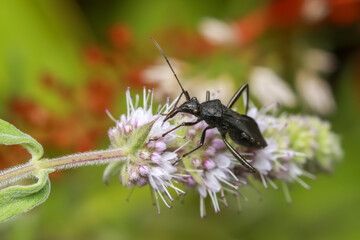 Close up shot of Black insect collecting pollen from the purple flowers