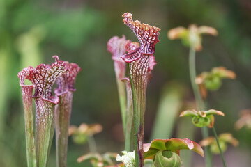 Close up view of Magenta fly catcher plant in the garden