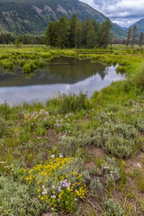 Wildflower meadow by Slate river in Colorado countryside, Focus stacked image.