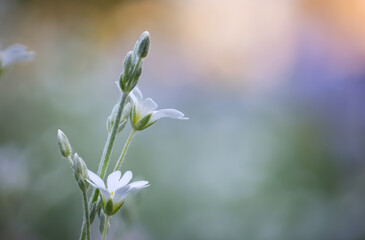 Close up view of snow white flower is the Snow in-Summer flowers also called Cerastium tomentosum