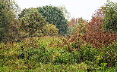 autumn. fun colors of autumn. trees and shrubs sink into a sweet foggy dream