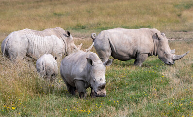 Herd of Rhinos in a Field