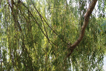 autumn. fun colors of autumn. yellowed willow branches of willow pour their tears into the river