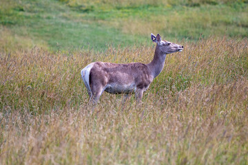 Deer in Field facing Right