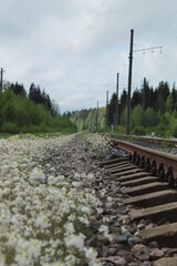 Fototapeta na wymiar summer near the forest railway