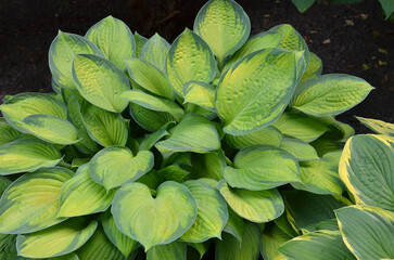 Bright Green Hosta Guacamole Plants growing in the garden. Gardening botanical plants or landscaping concept.