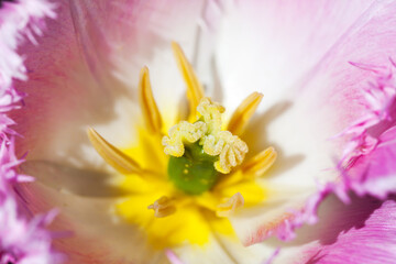 Colorful flower fragment, pistil and stamens of a tulip