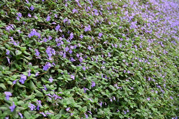 The Beautiful Flowers and Grass Beds of Cameron Highlands Malaysia