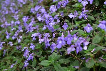 Fototapeta premium The Beautiful Flowers and Grass Beds of Cameron Highlands Malaysia