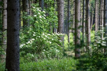 Hollerstrauch blüht im Wald - elderberry in forest in spring