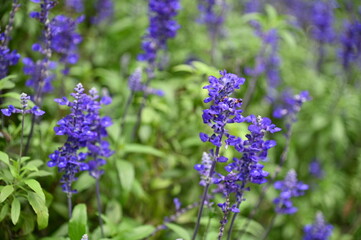 Obraz premium The Beautiful Flowers and Grass Beds of Cameron Highlands Malaysia