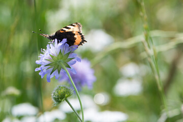 butterfly on flower
