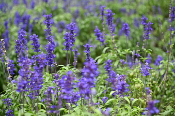 The Beautiful Flowers and Grass Beds of Cameron Highlands Malaysia