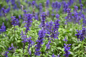 The Beautiful Flowers and Grass Beds of Cameron Highlands Malaysia