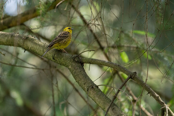 Goldammer auf Ast im Wald - yellow bird