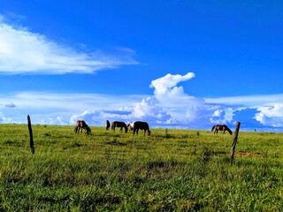 cows in the field