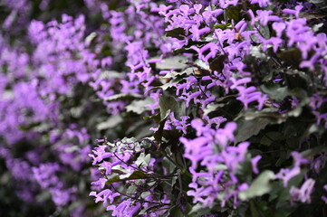 The Beautiful Flowers and Grass Beds of Cameron Highlands Malaysia