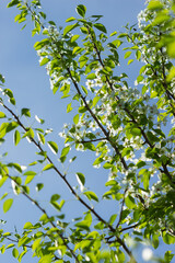 The common pear (lat. Pyrus communis), of the family Rosaceae. Cultivar 'Chizhovskaya'. Central Russia.