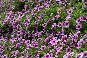 Obraz premium The Beautiful Flowers and Grass Beds of Cameron Highlands Malaysia