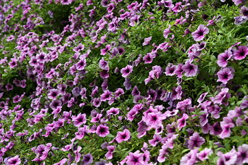 The Beautiful Flowers and Grass Beds of Cameron Highlands Malaysia