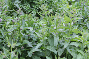 Flowering common comfrey (Symphytum officinale) plant with green leaves in summer garden - obrazy, fototapety, plakaty