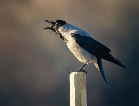 hooded crow (Corvus cornix) Crow.
