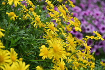 The Beautiful Flowers and Grass Beds of Cameron Highlands Malaysia