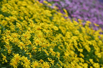 Obraz premium The Beautiful Flowers and Grass Beds of Cameron Highlands Malaysia