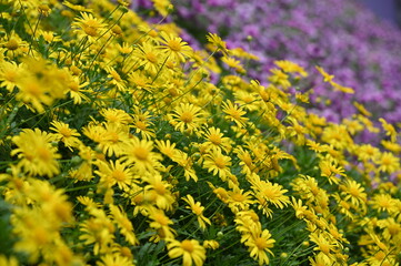 The Beautiful Flowers and Grass Beds of Cameron Highlands Malaysia