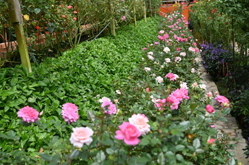 The Beautiful Flowers and Grass Beds of Cameron Highlands Malaysia