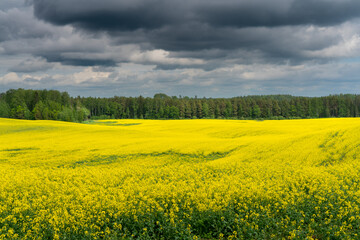 Obraz premium rapeseed field in spring