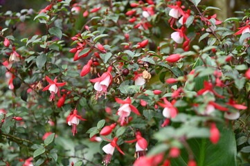 The Beautiful Flowers and Grass Beds of Cameron Highlands Malaysia