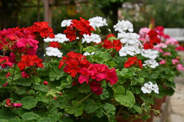 The Beautiful Flowers and Grass Beds of Cameron Highlands Malaysia