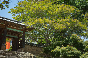 Fototapeta premium oriental buidling and trees2