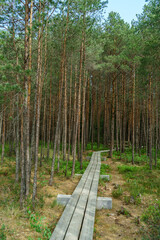 Moor Rundweg im Nationalpark Ķemeri in Lettland