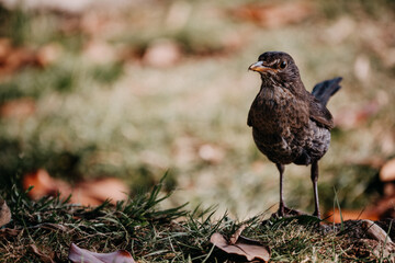Neugieriger Vogel hält Ausschau