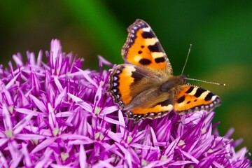 Obraz premium Kleiner Fuchs 