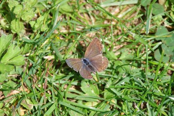 Obraz premium Schmetterling