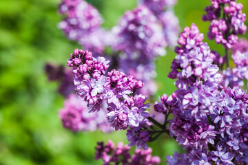 Lilac flowers, Close-up photo