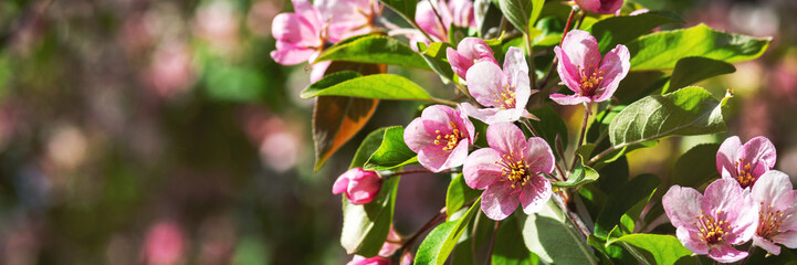 Flowering branches of the decorative apple tree malus ola close-up. A spring tree blooms with pink petals in a garden or park. Banner	