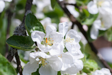 Obraz na płótnie Canvas Apple tree in bloom, white flowers are on branch