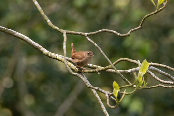Beautiful wren