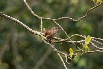 Beautiful wren singing