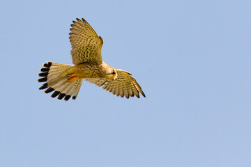 Adult common kestrel hovering against blue sky